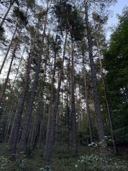 Prodám lesní pozemky v k.ú. Ločenice, p.č. 847 a 1201