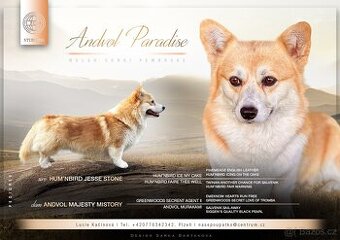 Welsh Corgi Pembroke - krytí