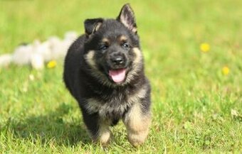 německý ovčák - krásná a silná štěňátka s PP