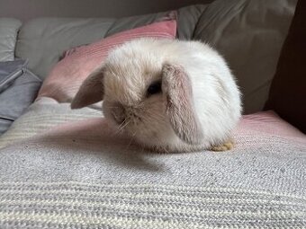 Zakrslý králíček beránek 1