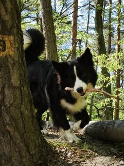 Daruji Border Kolií