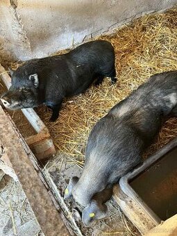 Kanec Prase Vietnamské