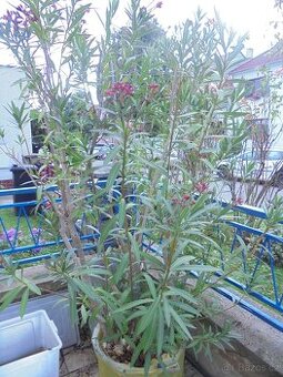 Mohutný vzrostlý OLEANDR - 240cm, nenáročný