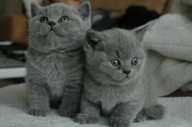 Britská koťátka kratkosrstá v barvě MODRÁ A MODROBÍLÁ