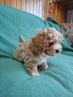 Maltipoo
