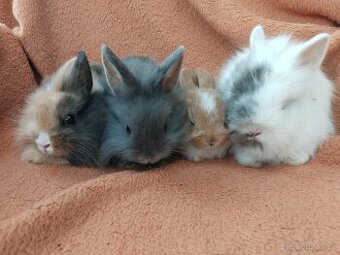 Zakrslý lvíček, beránek, králík uši nahoru i dolů