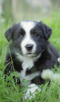 Prodám štěňata Border Collie s PP