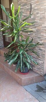 Dracena