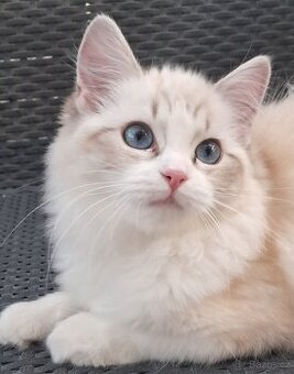 Kočička ragdoll s PP