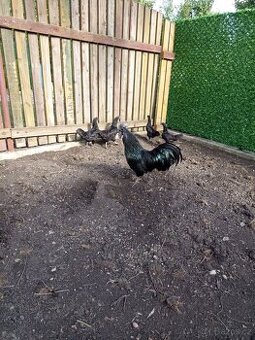 Ayam Cemami