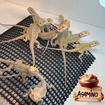 Agama Vousatá
