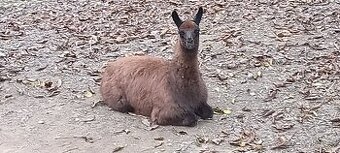 Lama krotká,samec