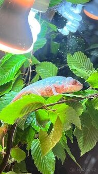 Chameleon Pardálí s teráriem