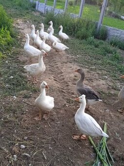 Husa česka a landerska
