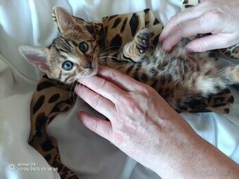 Bengálská koťat s PP k rezervaci 2,5měsíce