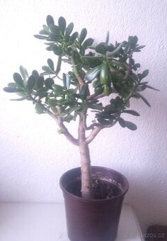 Strom života tlustice