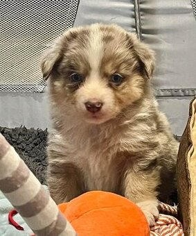 Miniaturní americký ovčák- štěnata s PP v barvě