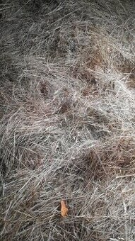 Prodám seno volné (ne balíky)Jakost 1.trida