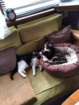 Koťata MIKIRIKI a PUPÍK čekají na společný domov