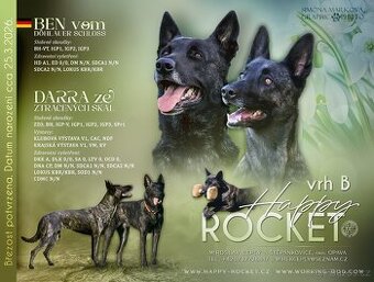 Holandský ovčák s PP