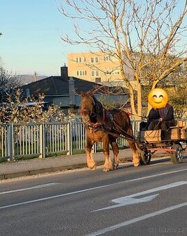 Predám Ťažného Valacha Z PAPIERMI 2019 ROK NARODENIA