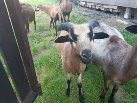 Prodám beránka ovce kamerunské.