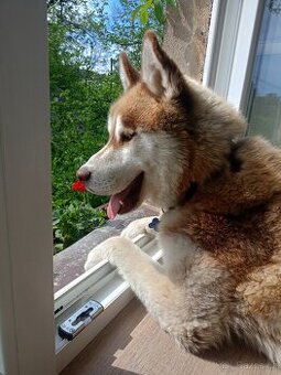 Husky ke krytí