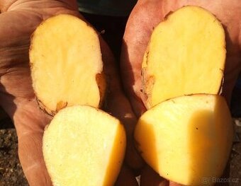 RANÉ  BRAMBORY 15kč/kg