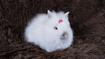 Zakrslý králík, králíček -(TEDDY)-HEIDY