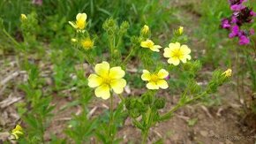 Mochna přímá - Potentilla recta 1600 semen 50 Kč - 1