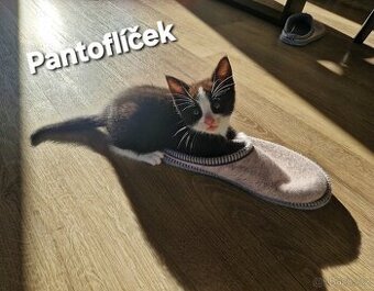 Nabízíme čtyři nádherná koťátka