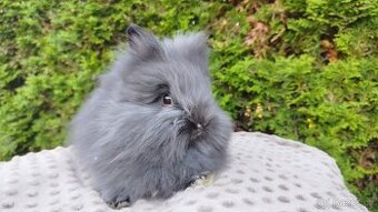 Zakrslý králík, králíček-(TEDDY)-OLAF,OLINA,OLIVER