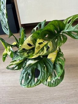 Monstera adansonii variegata / monkey mask panašovaná