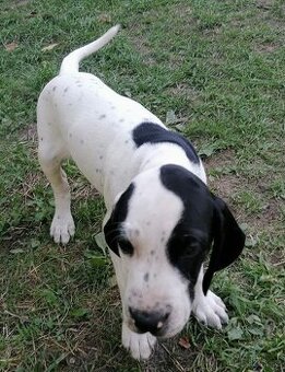 Ohař - prodej štěňat