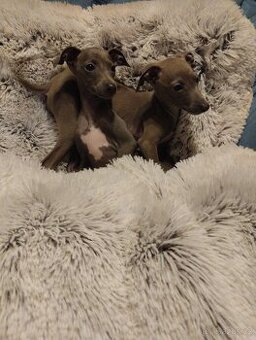 Italský chrtík s PP