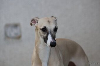 Whippet /Vipet fenka