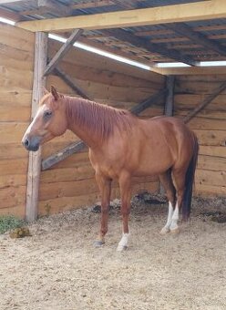 Nádherný 8 ročný valach