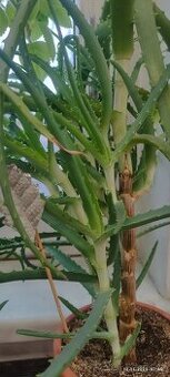 Aloe Vera, léčivé