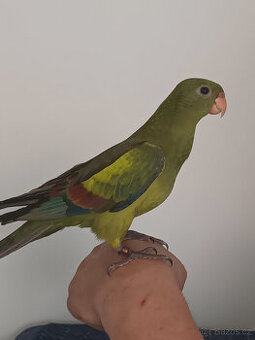 Ručně dokrmený papoušek kouřový