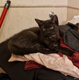 Daruji kotě/koťata