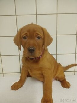 Labradorský retriever s PP