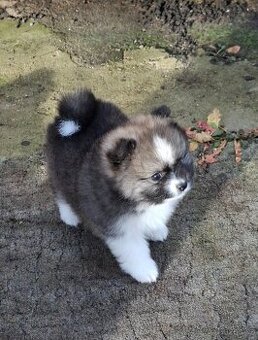 Štěně pomeranian