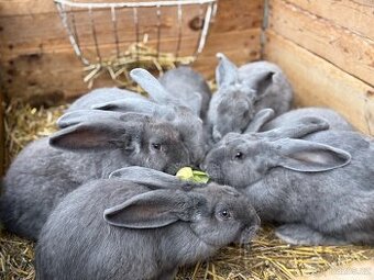 Prodá králíky moravský modrý
