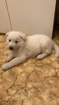 Bílý švýcarský ovčák Bez PP