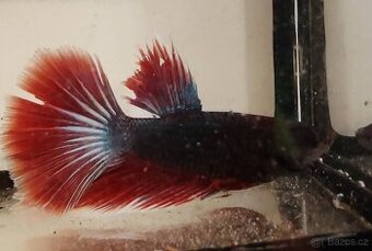 bojovnice bety samci a samice