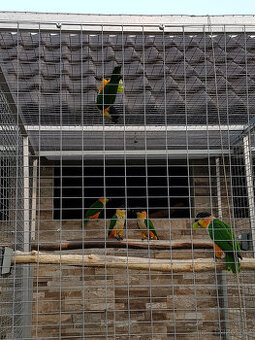 Amazonek černotemenný