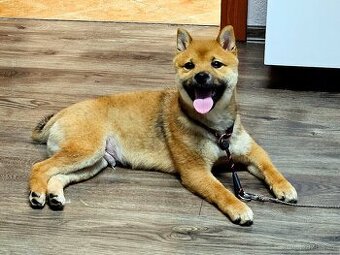 5 měsíční štěně Shiba-inu bez PP