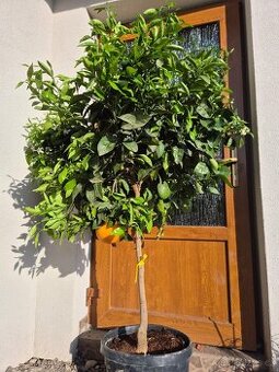 Pomerančovník ‘Lane Late’ 25l