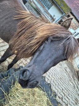 Chovná klisna AMHA, připuštěná