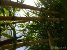 odolne sazenice bambusu v 11L kontejneru (BAMBUSY VYSOČINA)